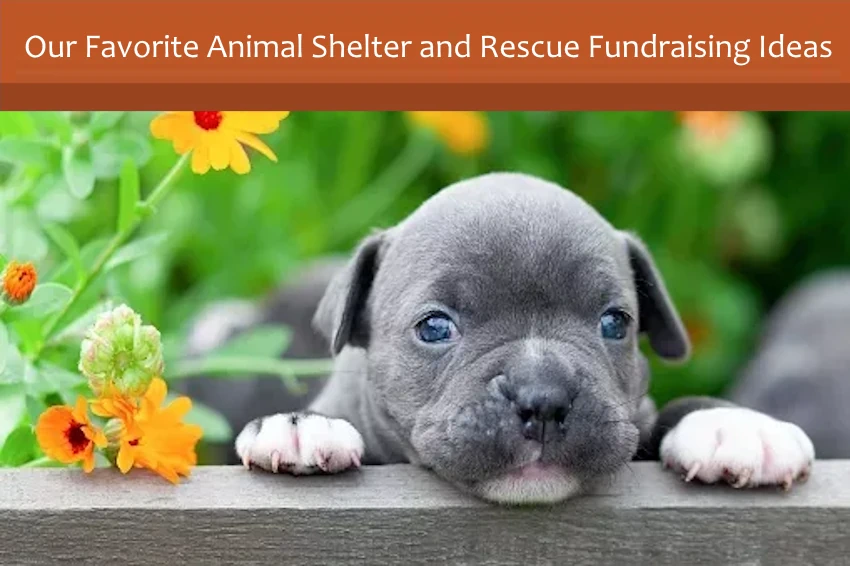 Our Favorite Animal Shelter and Rescue Fundraising Ideas